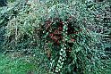 Parco Europa Autunno_040